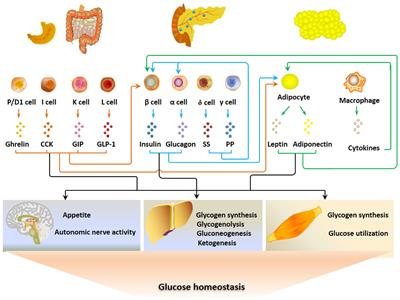 Free fatty acid receptors in the endocrine regulation of glucose metabolism: Insight from gastrointestinal-pancreatic-adipose interactions